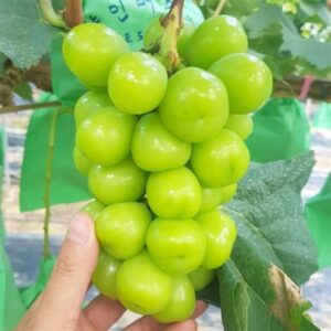 국내산 샤인머스켓, 8-12수, 4kg, 1개