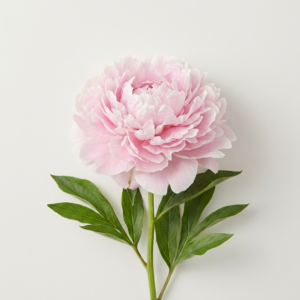 겹과꽃 Duchess Peony 코랄로즈, 20알, 1봉