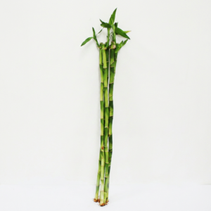 개운죽, 30cm, 5개입, 1세트