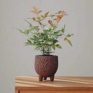 PETPLANT 남천 달나라화분, 레드, 1개