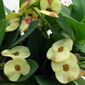 대왕꽃기린 노랑 소품, 9-15cm, 1개