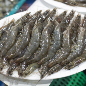 찬바다 신안 활새우, 1kg, 1팩