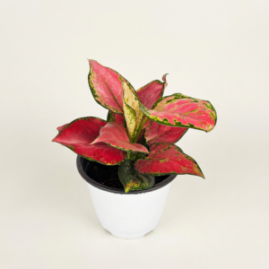 중형 아글레오네마 엔젤 화분, 15cm, 1개