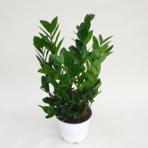 Miss Flower 중형 금전수, 15cm, 1개