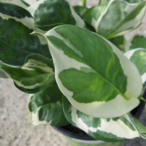엔조이스킨 소품화분, 9cm, 1개