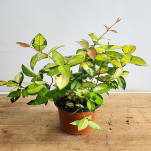 황금 마삭줄, 랜덤발송, 약 30cm, 1개