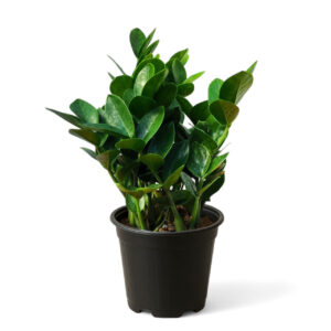 금전수 돈나무 공기정화 관엽식물, 기본포트, 1개