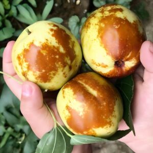 탐나유 사과대추, 국내산, 2kg, 1개