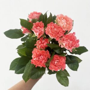 페어플 장미 꽃다발, 생화, 1개
