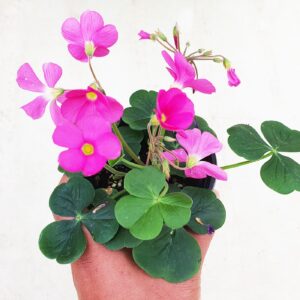 땅콩사랑초 모종, 1개