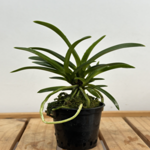 소엽풍란, 랜덤발송, 약 25cm, 1개