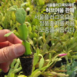 게발선인장 다육모종, 10개